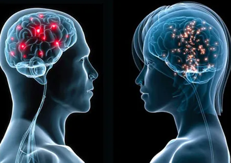 Não đàn ông 'teo' nhanh hơn phụ nữ - Ảnh 1. não - Ảnh 1.