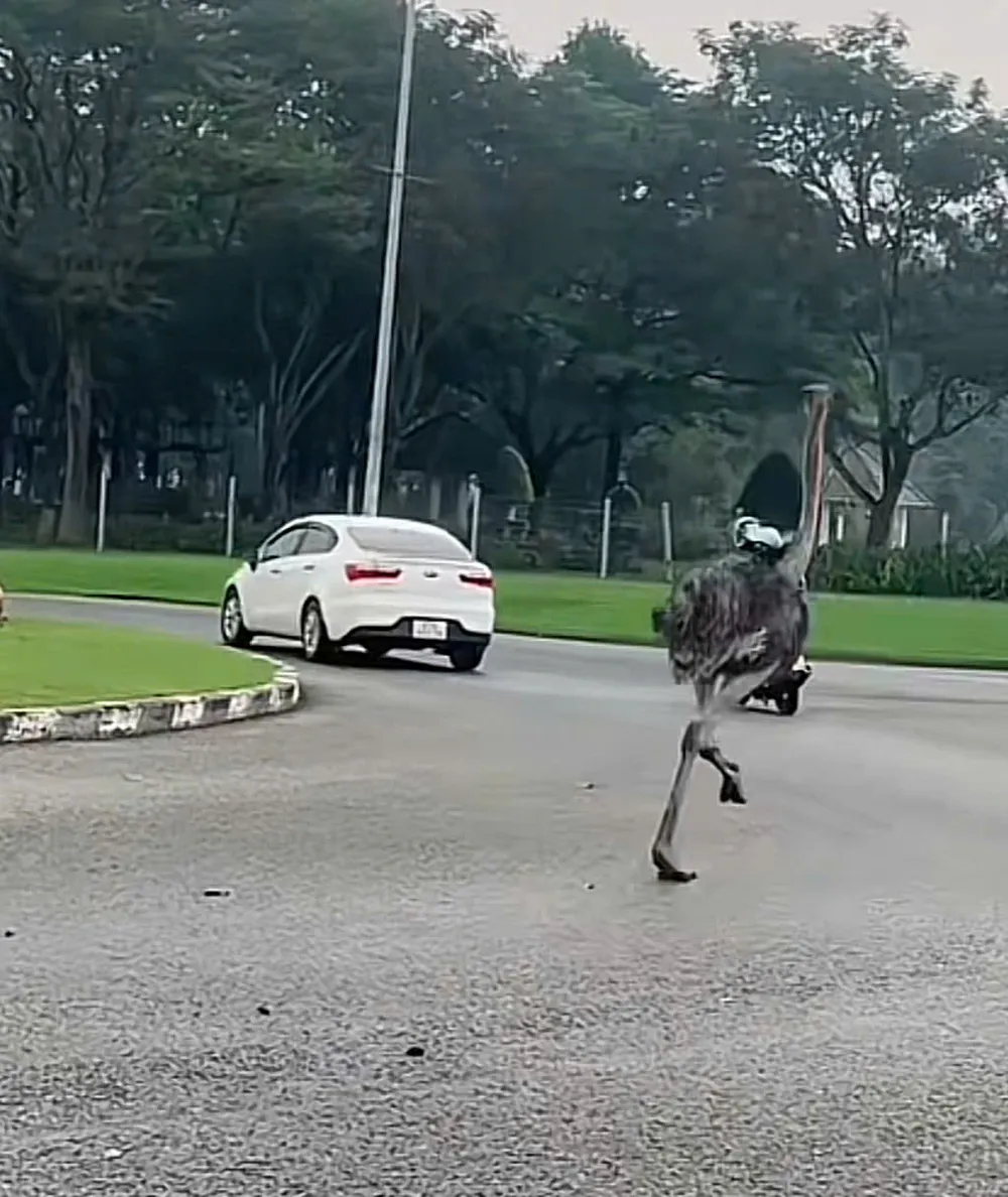 Lãnh đạo UBND phường Bến Cát (TP. Hồ Chí Minh): Xác đà điểu được tiêu hủy đúng quy trình - Ảnh 1.