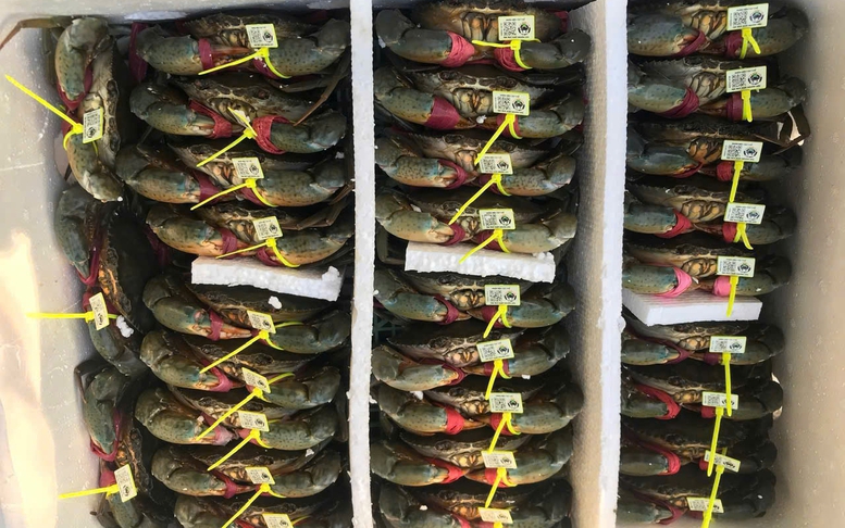 Ngày hội Cua Cà Mau 2025: Tôn vinh sản vật đất Mũi, mở rộng không gian phát triển- Ảnh 3.