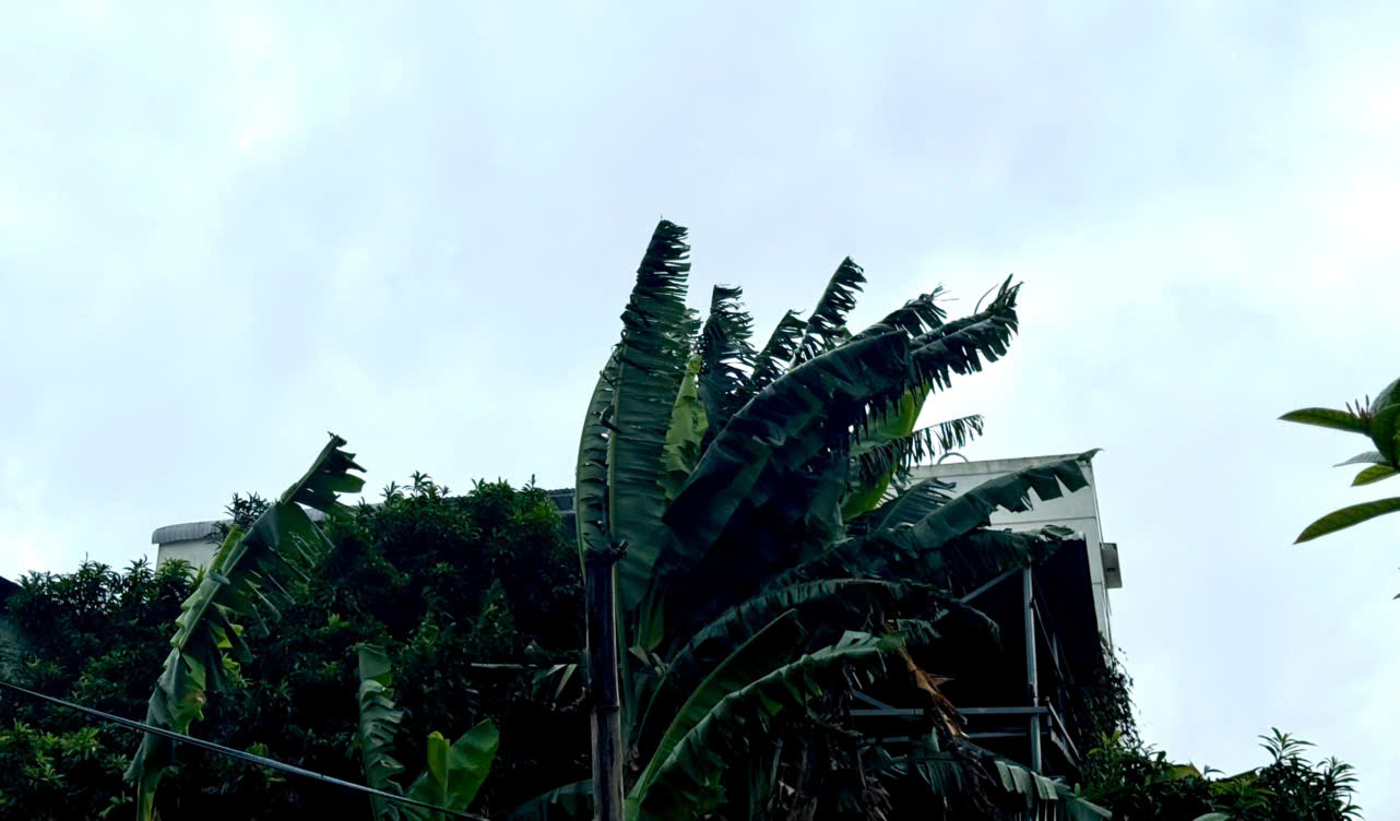 Quảng Ngãi di dời 3.600 người dân ven biển Sa Huỳnh tránh bão Kalmaegi- Ảnh 4. Quảng Ngãi di dời 3.600 người dân ven biển Sa Huỳnh tránh bão Kalmaegi- Ảnh 4.