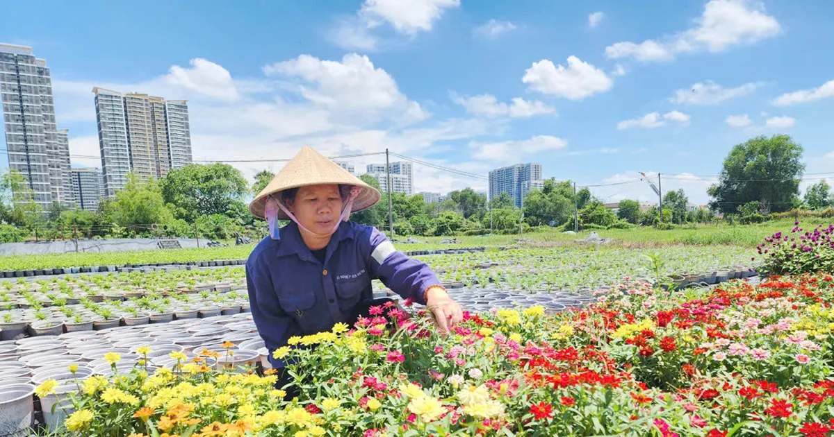 Làng hoa tất bật vụ Tết