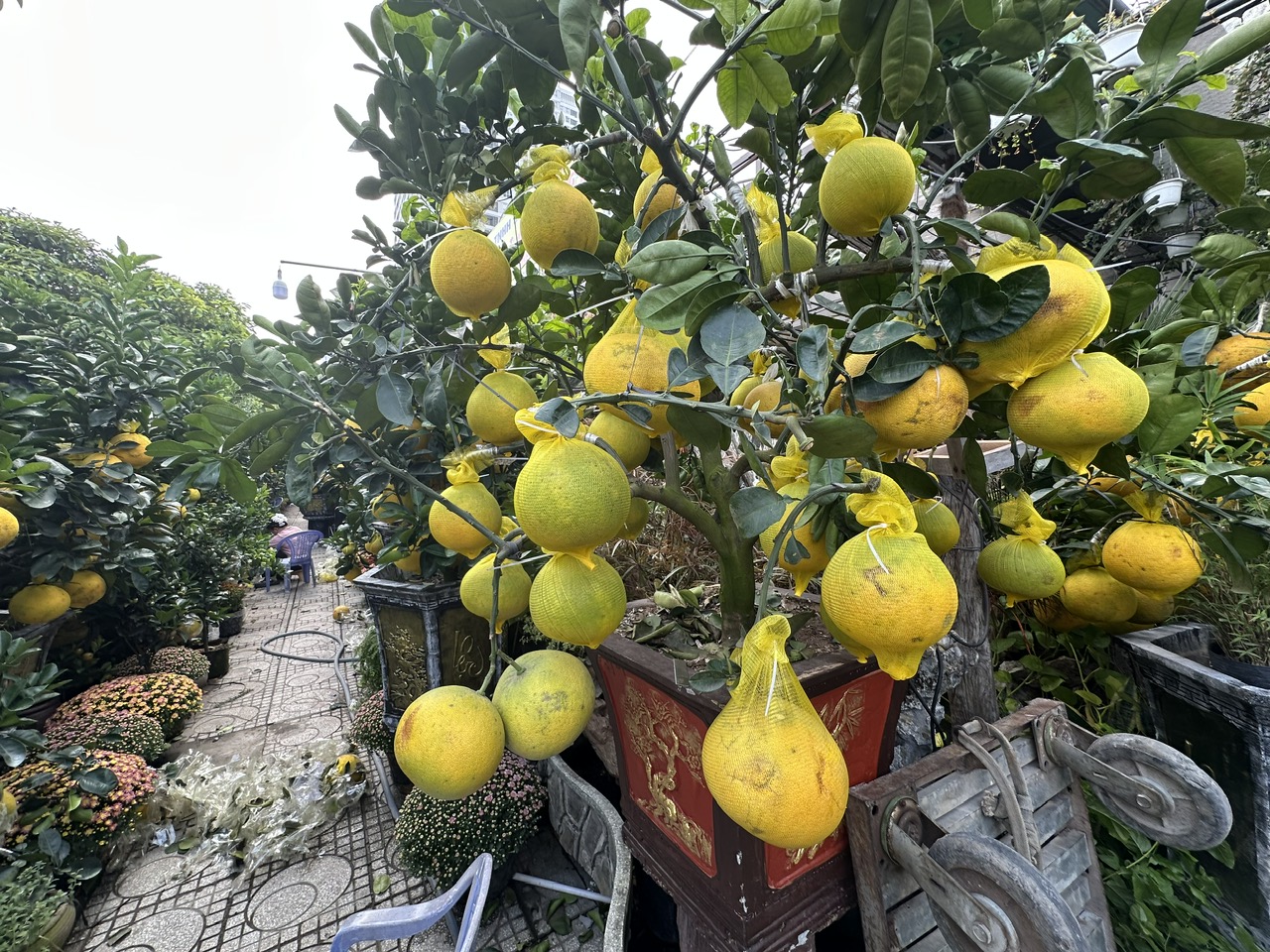 Hoa kiểng đổ về TP.HCM đón tết sớm- Ảnh 1.