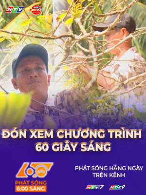 60 Giây ngày 25/12/2025 | Vĩnh Long: Mai nở hoa sớm, nhà vườn lo lắng