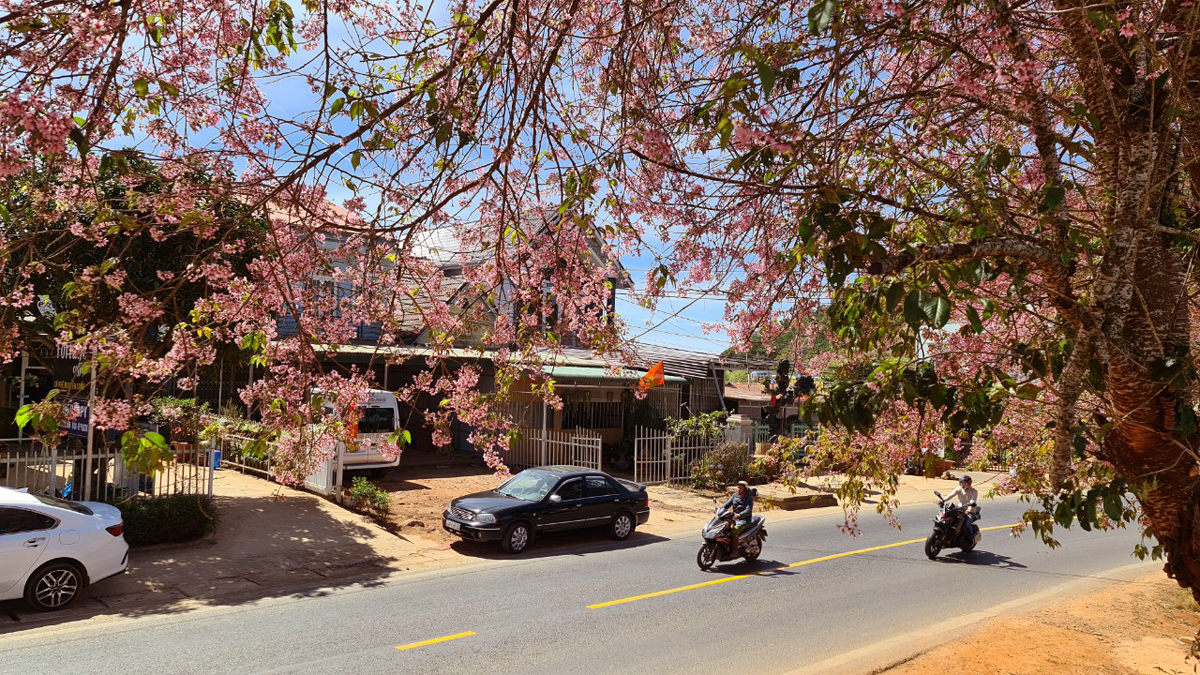 Lễ hội hoa mai anh đào - Đà Lạt xuân 2026- Ảnh 1.