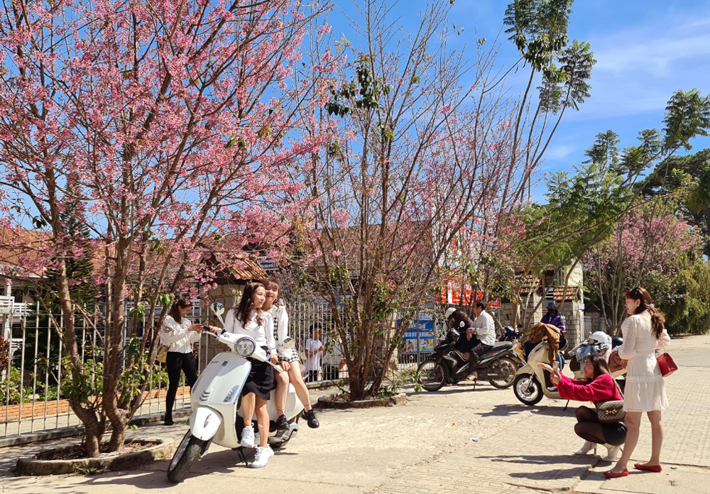 Lễ hội hoa mai anh đào - Đà Lạt xuân 2026- Ảnh 4.