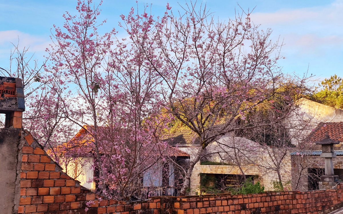 Lễ hội hoa mai anh đào - Đà Lạt xuân 2026- Ảnh 3.