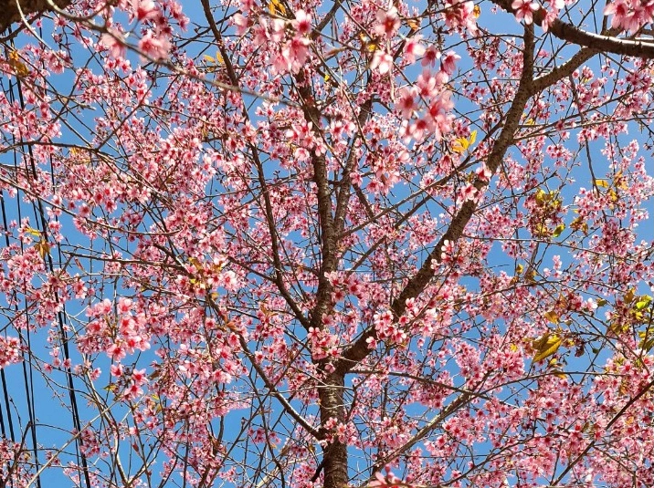 Lễ hội hoa mai anh đào - Đà Lạt xuân 2026- Ảnh 5.