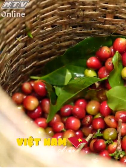 Việt Nam đi là ghiền - Mùa 4 - Tập 37: Hương cà phê arabica nơi cao nguyên