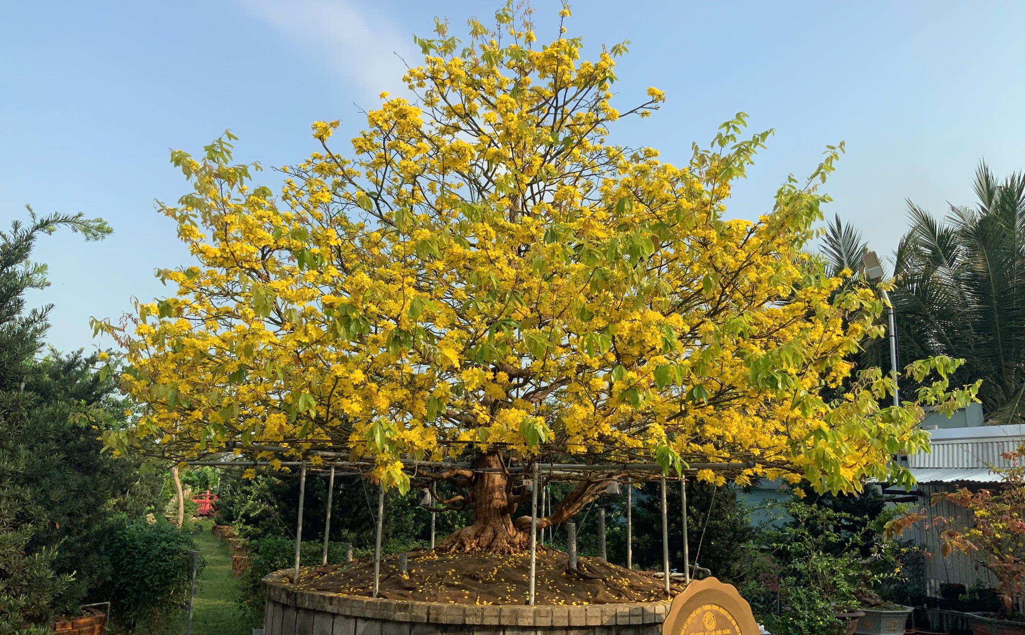 Mai vàng cổ thụ độc bản Việt Nam nhận kỷ lục Châu Á có gì đặc biệt?- Ảnh 2. Mai vàng cổ thụ độc bản Việt Nam nhận kỷ lục Châu Á có gì đặc biệt?- Ảnh 2.