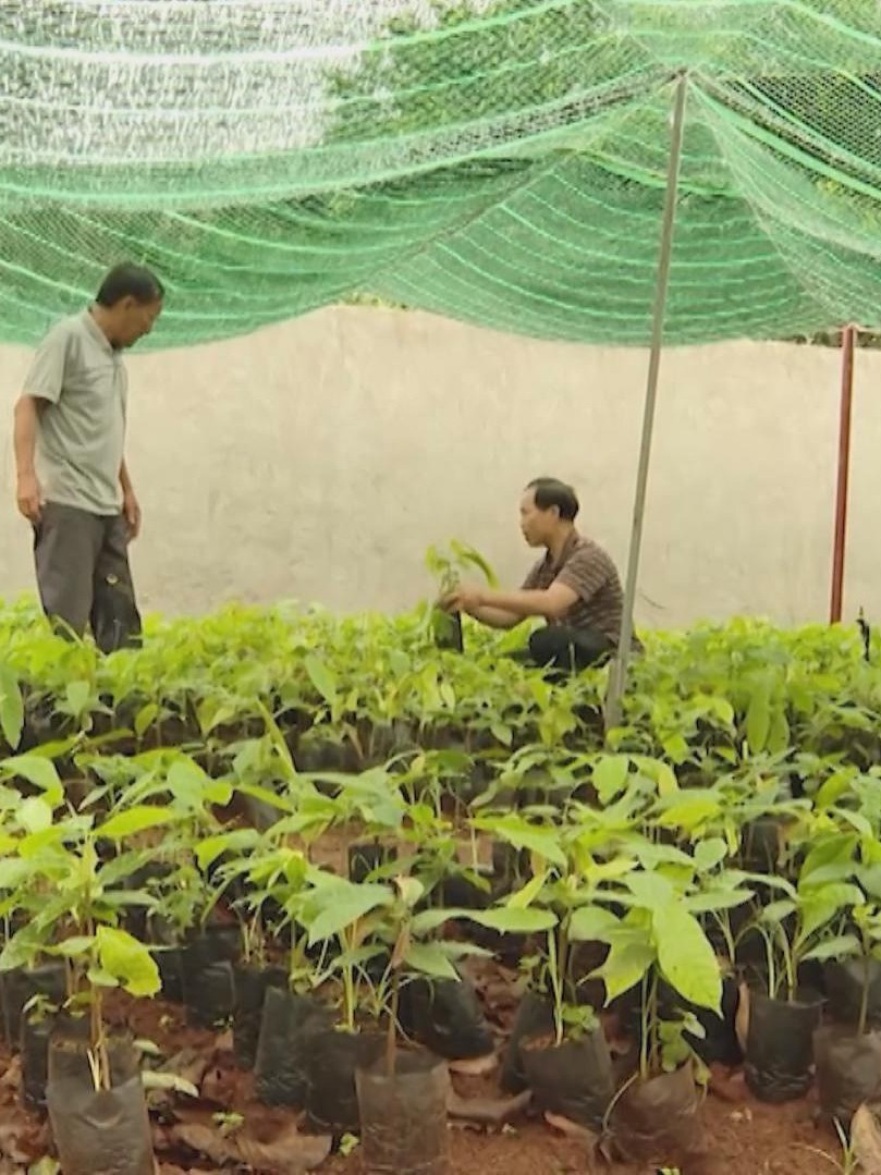 Giá ca cao tăng cao nhất 10 năm, nông dân TP.HCM khó tìm mua cây giống