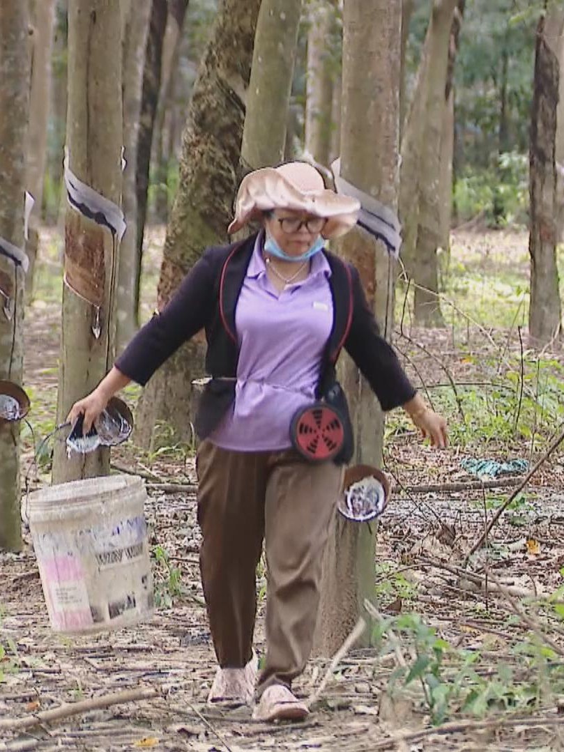 Giá mủ cao su tăng, nông dân TP.HCM phấn khởi vào đầu vụ khai thác 2025