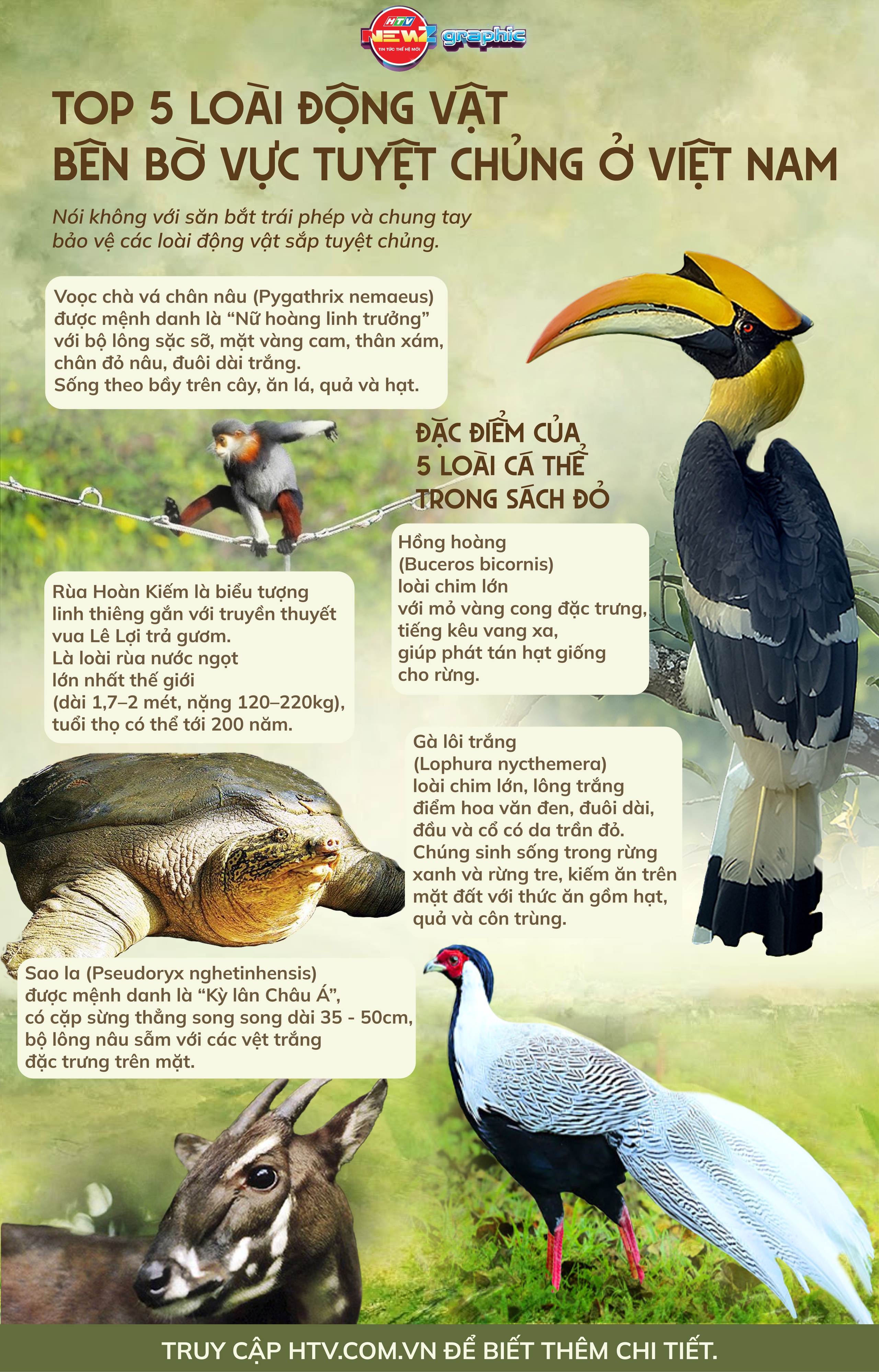 NewZgraphic: 5 loài động vật quý hiếm trong sách đỏ báu vật thiên nhiên cần được bảo vệ - Ảnh 1.