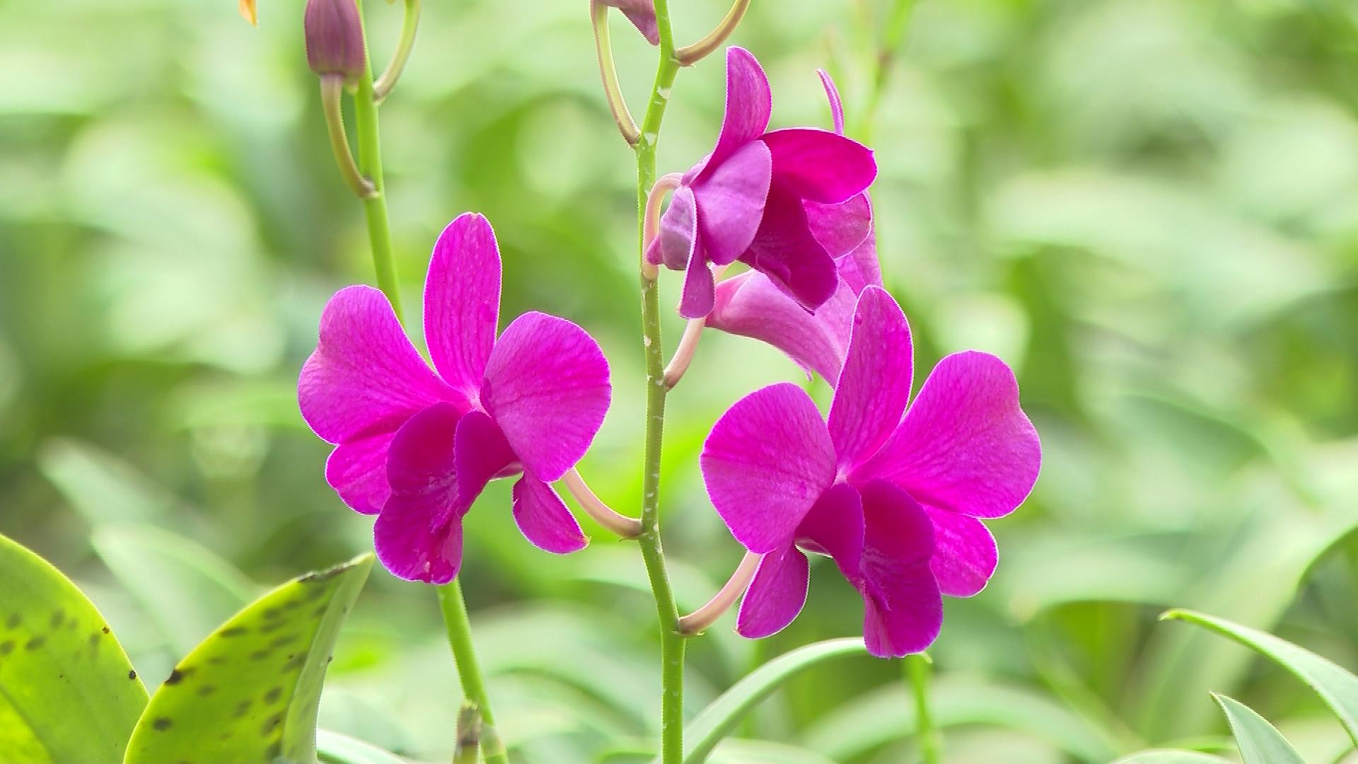 ホーチミン市、農地での付帯工事の建設を正式に許可 - 写真2。 TP.HCM chính thức cho phép xây công trình phụ trợ trên đất nông nghiệp- Ảnh 2.