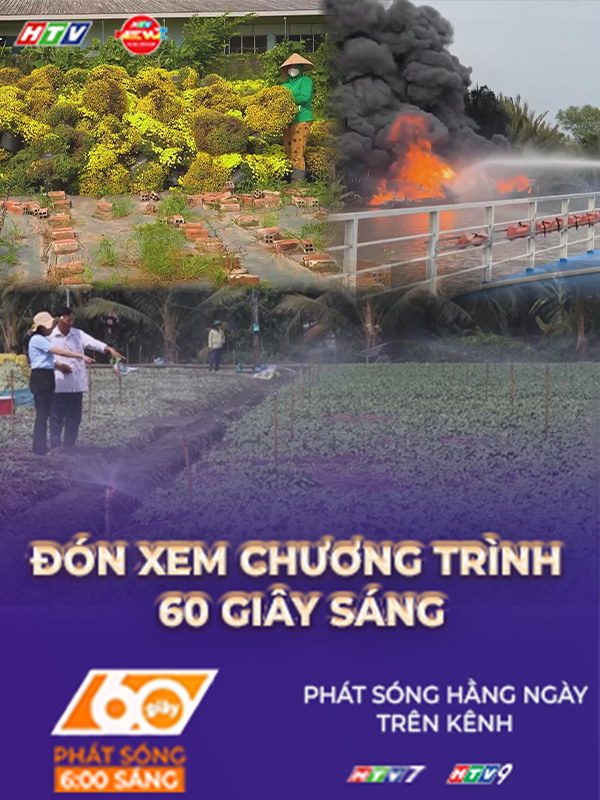 60 Giây ngày 25/1/2026 | Hoa nở sớm trước Tết: Nơi cứu hoa, nơi nhổ bỏ ruộng cúc