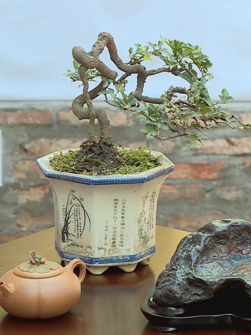 Không gian nghệ thuật Bonsai & Suiseki giữa những ngày giáp Tết