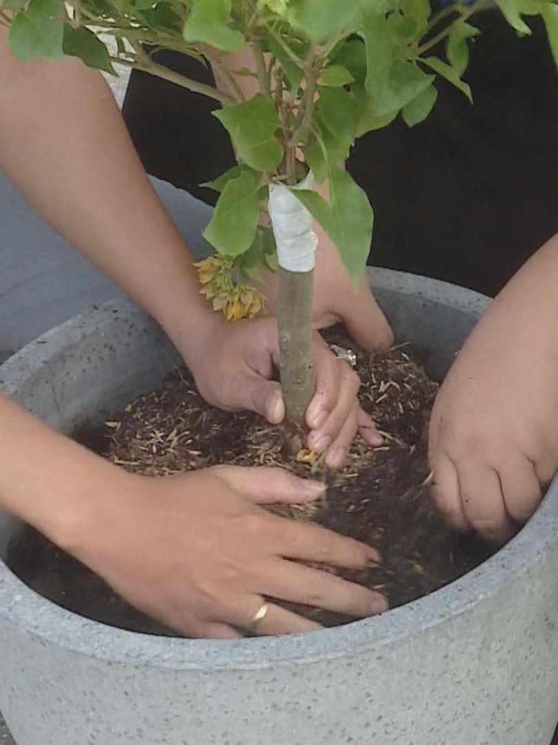 Phường Phú An triển khai công trình dân vận mừng Đảng - mừng Xuân 2026