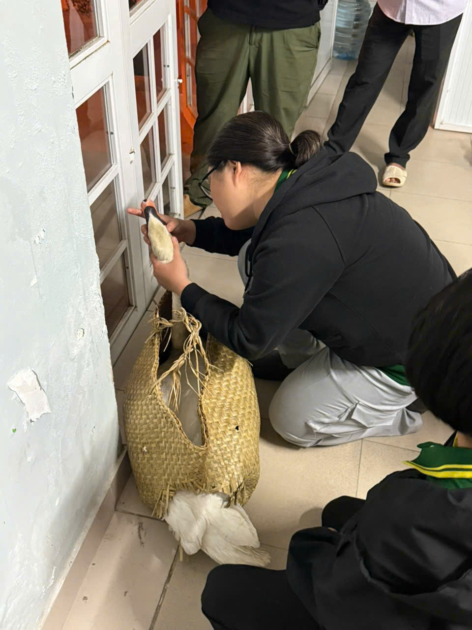 Công an phường Sài Gòn giải cứu thiên nga thành công