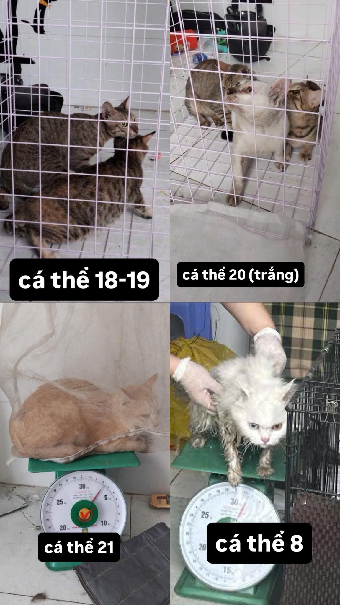 Công an TP.HCM tìm chủ nhân của 32 chó, mèo vừa được giải cứu- Ảnh 1.