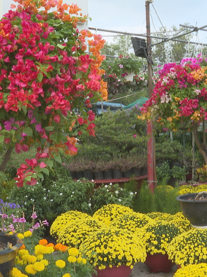 Thị trường hoa kiểng Tết 2026 sôi động từ sớm