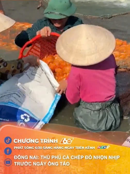 60 Giây ngày 10/2/2026 | Đồng Nai: Thủ phủ cá chép đỏ nhộn nhịp trước ngày ông Táo