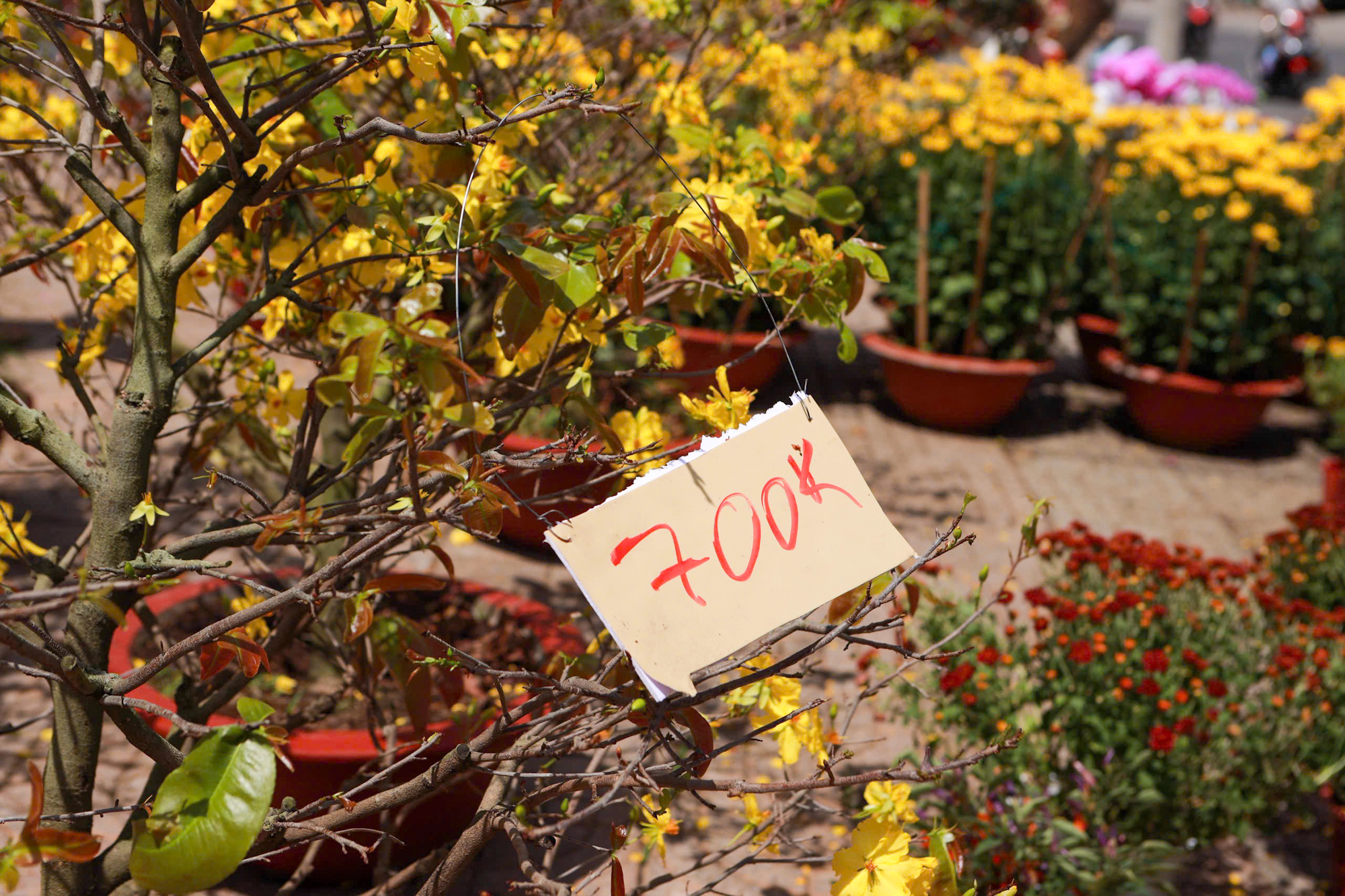 Hoa tết giảm giá “cháy hàng” thu hút người dân mua dịp tết 2026 - Ảnh 6.