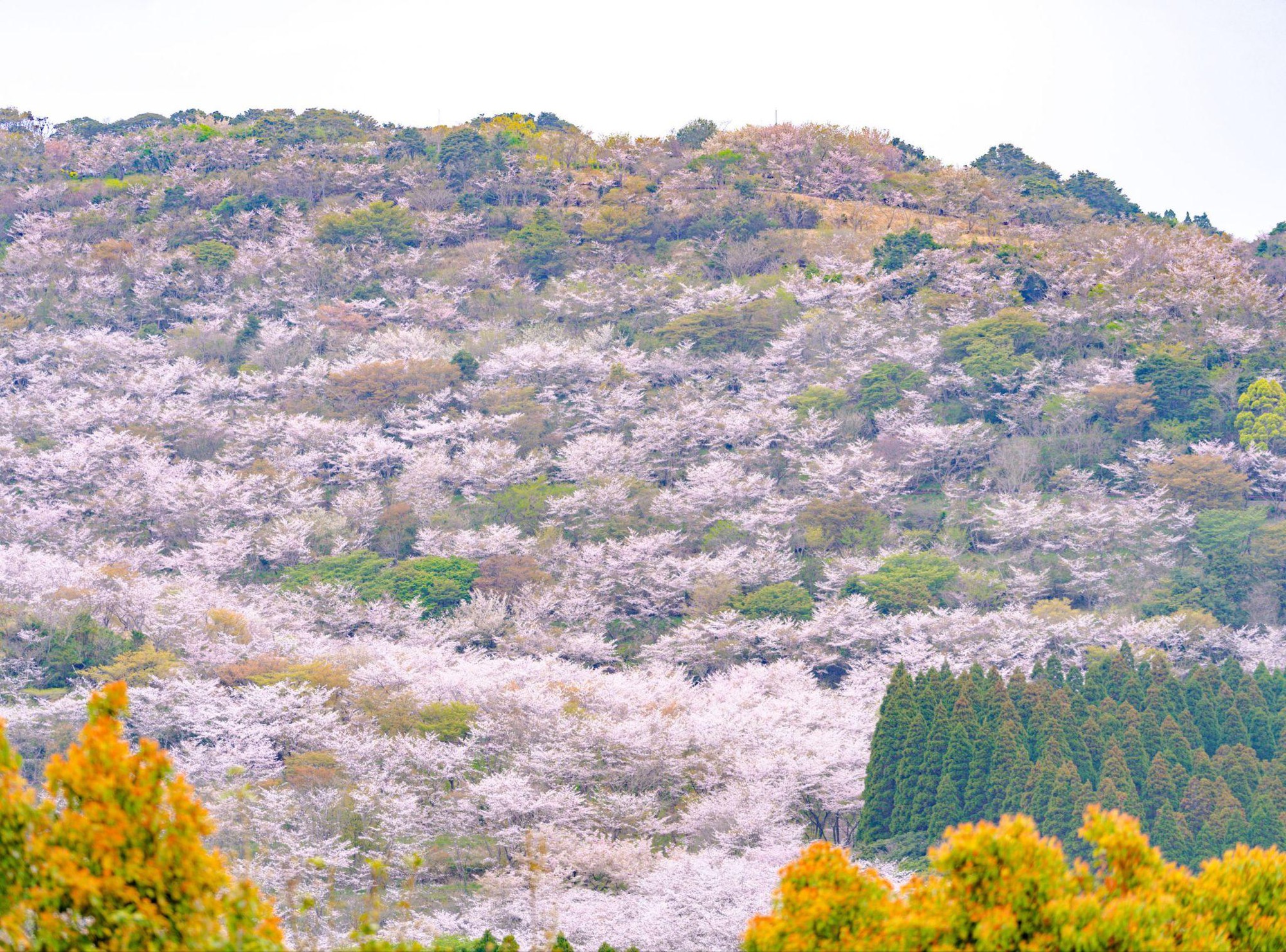 Mùa Xuân gõ cửa: Ngắm hoa anh đào khoe sắc tại Kyoshu Nhật Bản  - Ảnh 9.