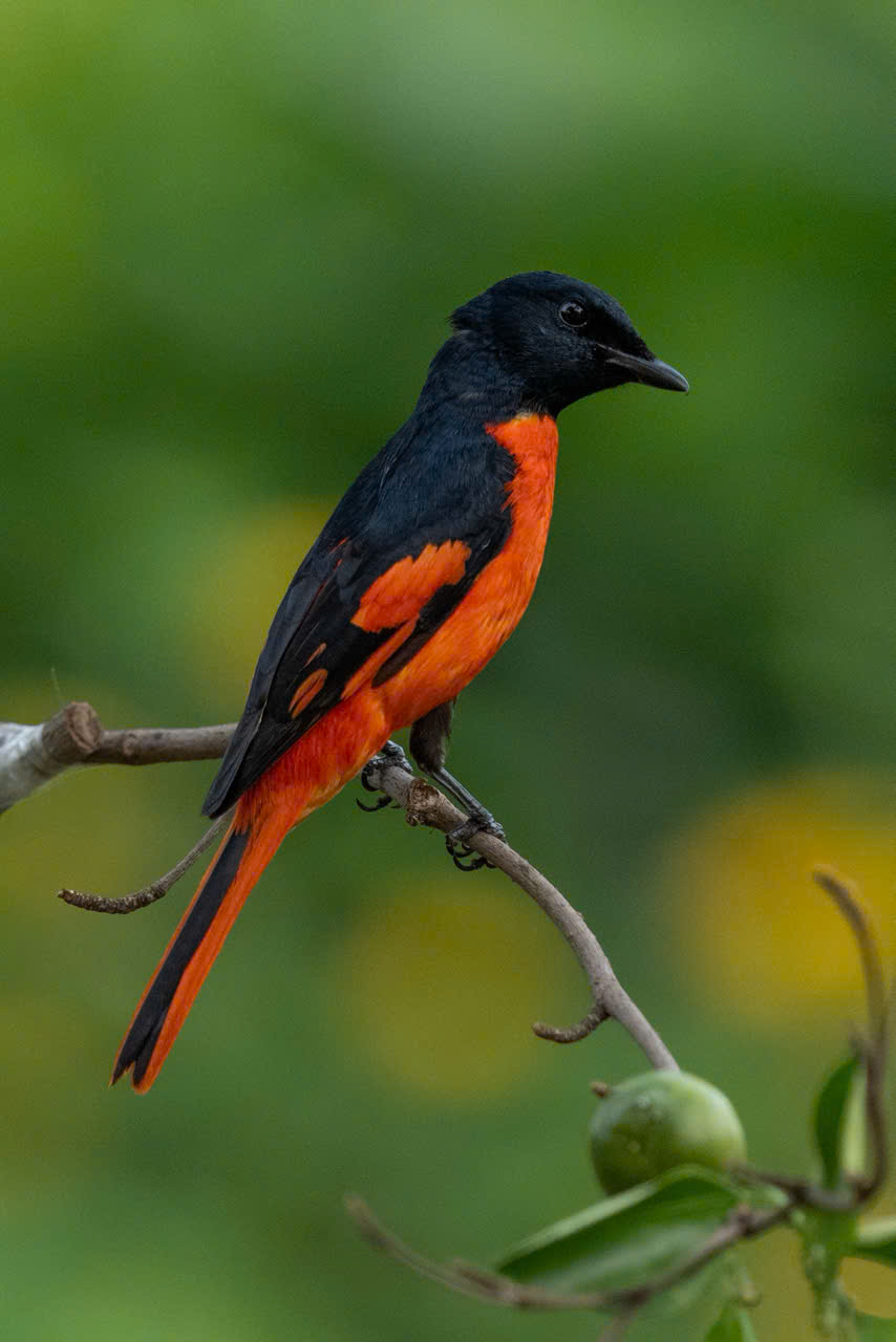 hồng tước - Ảnh 11.