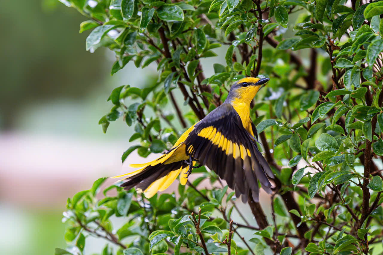 hồng tước - Ảnh 14.