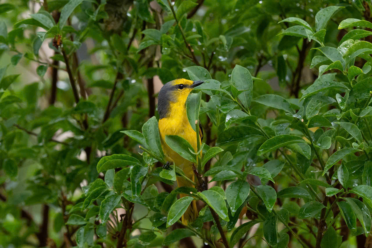 hồng tước - Ảnh 6.