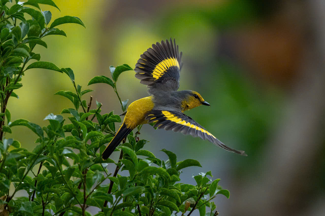 hồng tước - Ảnh 13.