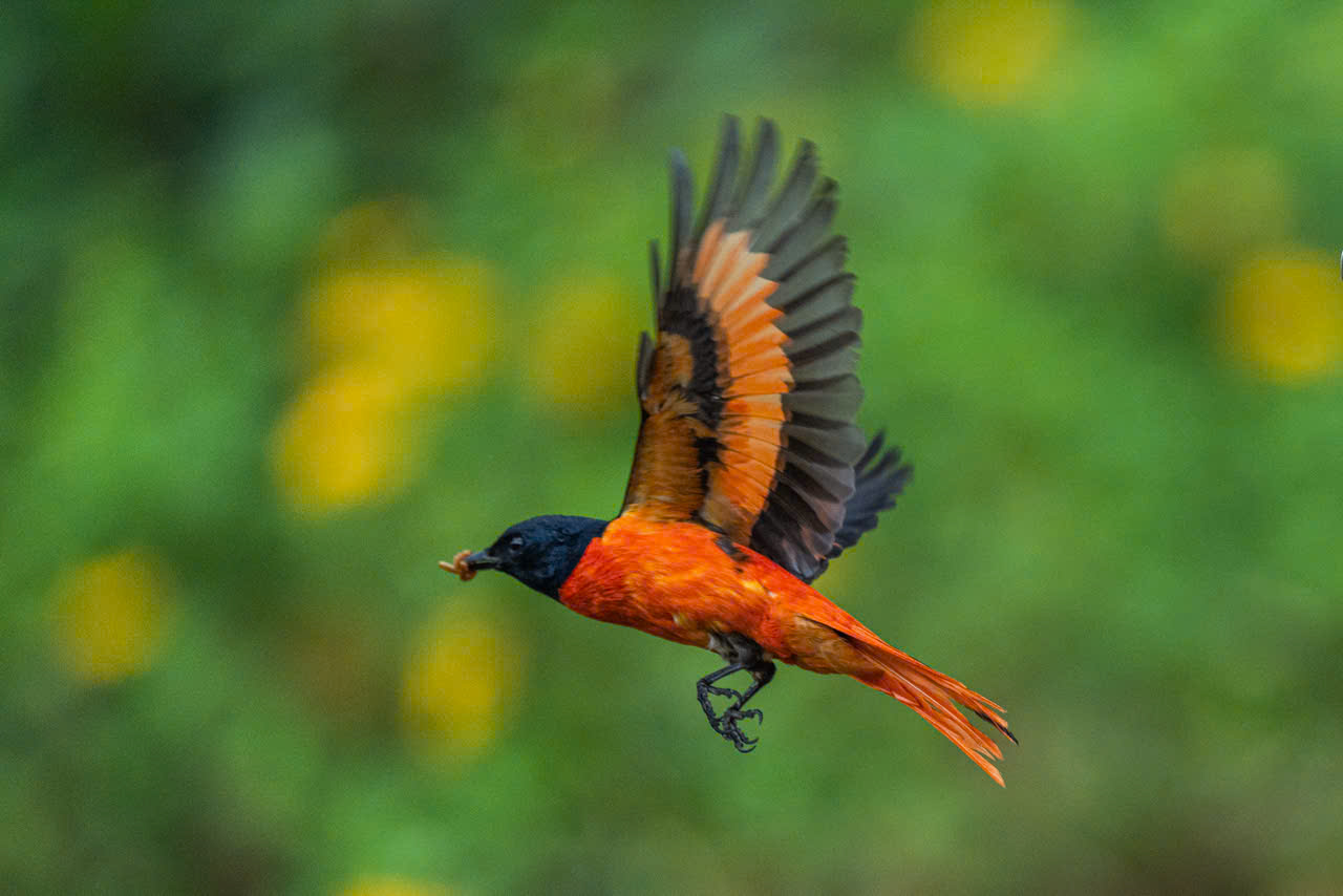 hồng tước - Ảnh 15.