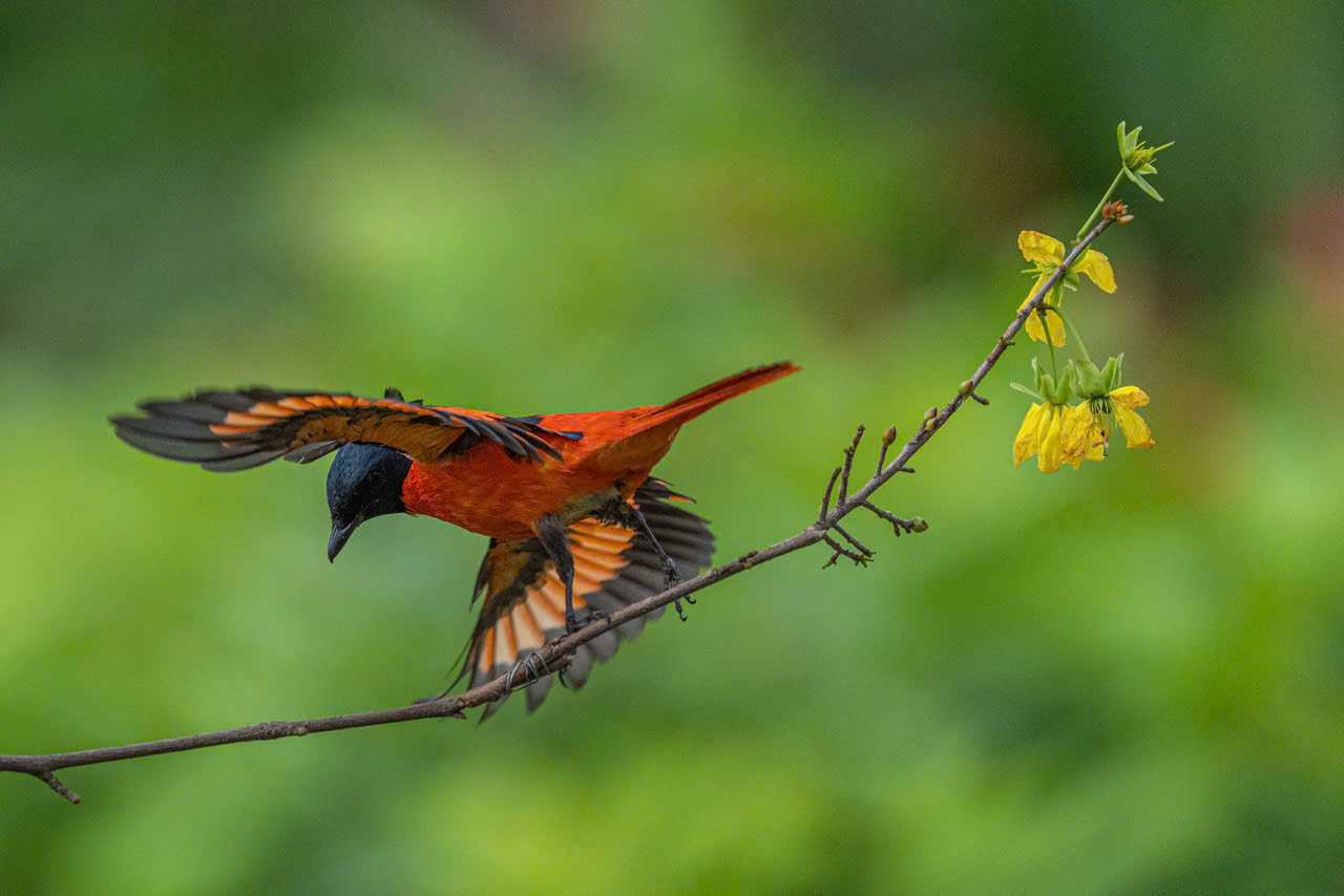 hồng tước - Ảnh 16.