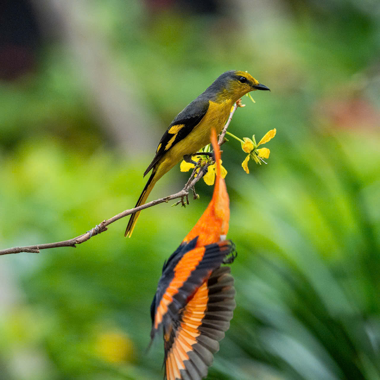 hồng tước - Ảnh 3.