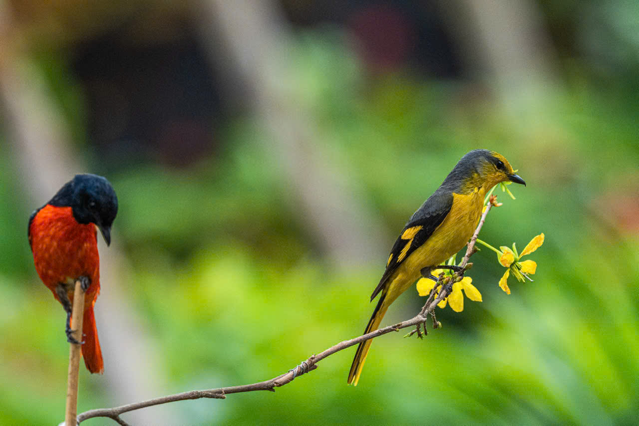 hồng tước - Ảnh 1.