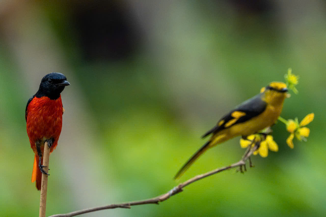 hồng tước - Ảnh 4.