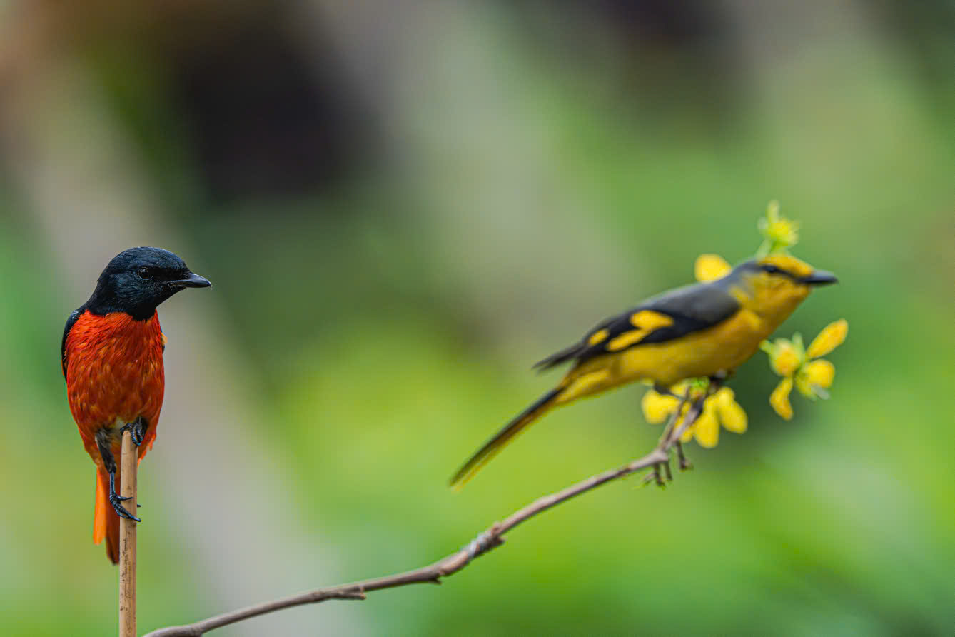 hồng tước - Ảnh 2.