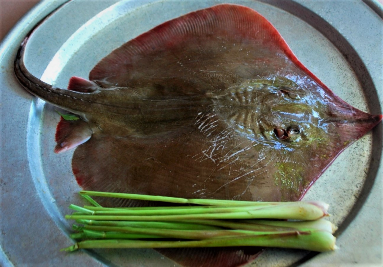 Cá đuối - Ảnh 3.