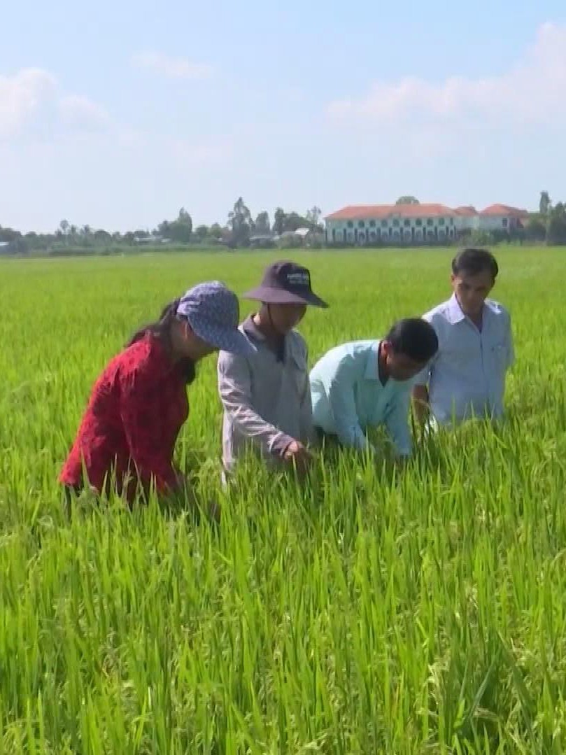 Thủ tướng Chính phủ yêu cầu bảo đảm tiêu thụ lúa hàng hóa cho nông dân