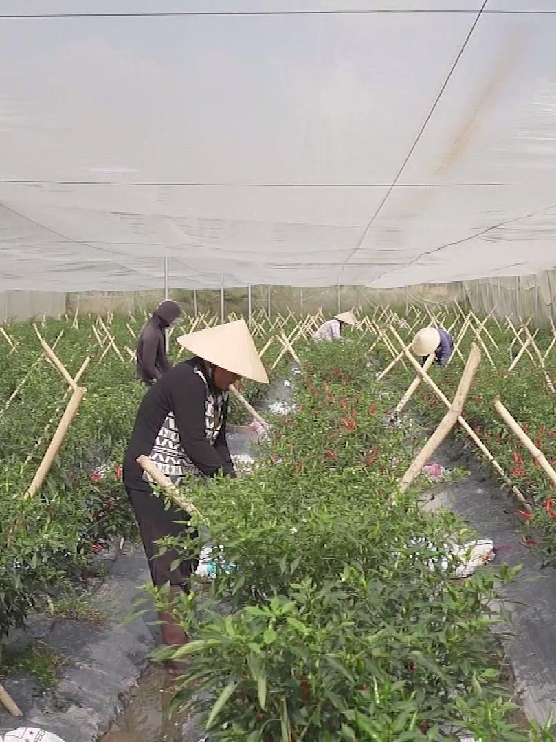 Startup trẻ nông nghiệp công nghệ cao tìm hướng đi mới cho kinh tế đô thị