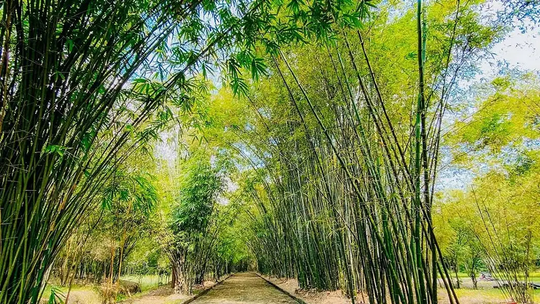 Rộn ràng “Ngày hội non sông” trên thành phố mang tên Bác - Ảnh 43.