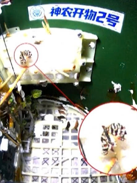 ''Bướm vũ trụ" lột kén thành công ngoài không gian