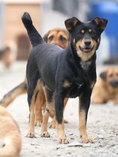 Người chung quanh ta - Tập 21: Sân nhà nhiều chó, nơi những sinh linh bé nhỏ được yêu thương