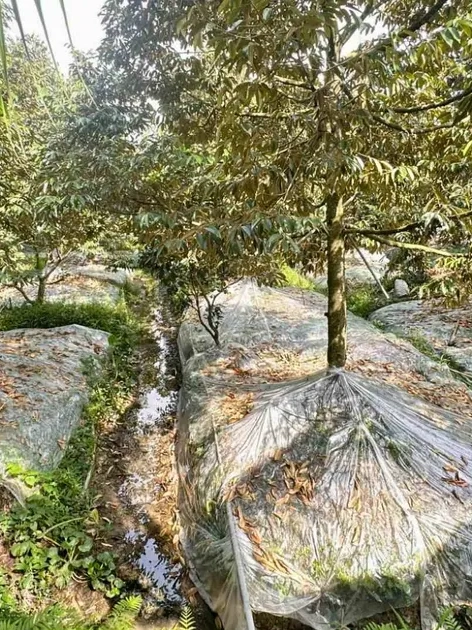 Đồng Tháp bảo vệ vùng chuyên canh sầu riêng trước hạn mặn