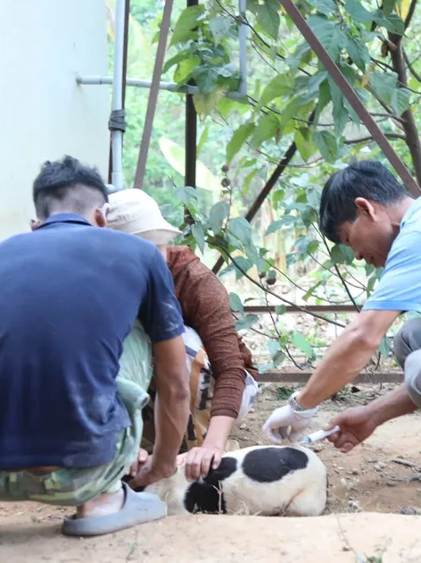 Đắk Lắk: Khẩn trương tiêm phòng bệnh dại