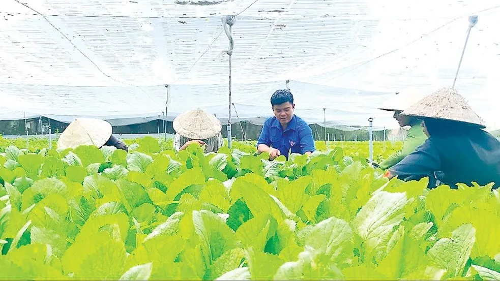 Năm 2026, mỗi địa phương đào tạo nghề ít nhất 50 lao động nông thôn