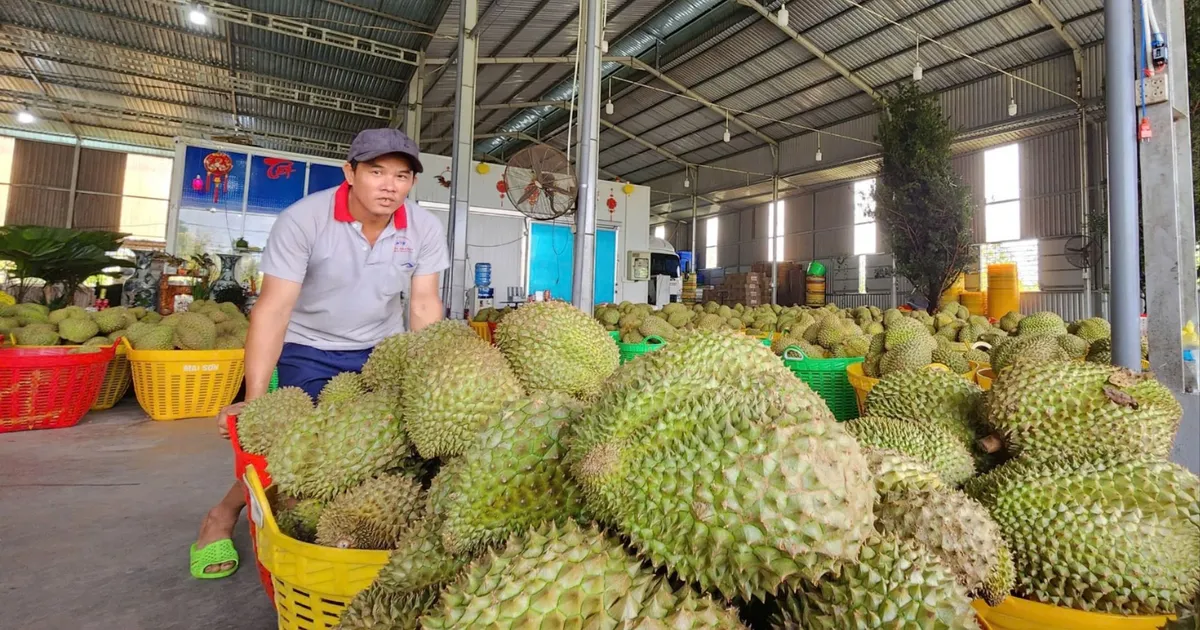 Xuất khẩu rau quả của Việt Nam sang Trung Quốc tăng mạnh