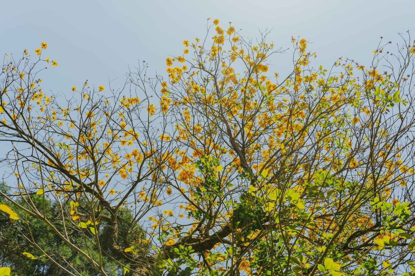 Sống chậm giữa Lavender Forest: Khi thiên nhiên trở thành liệu pháp tinh thần - Ảnh 9.
