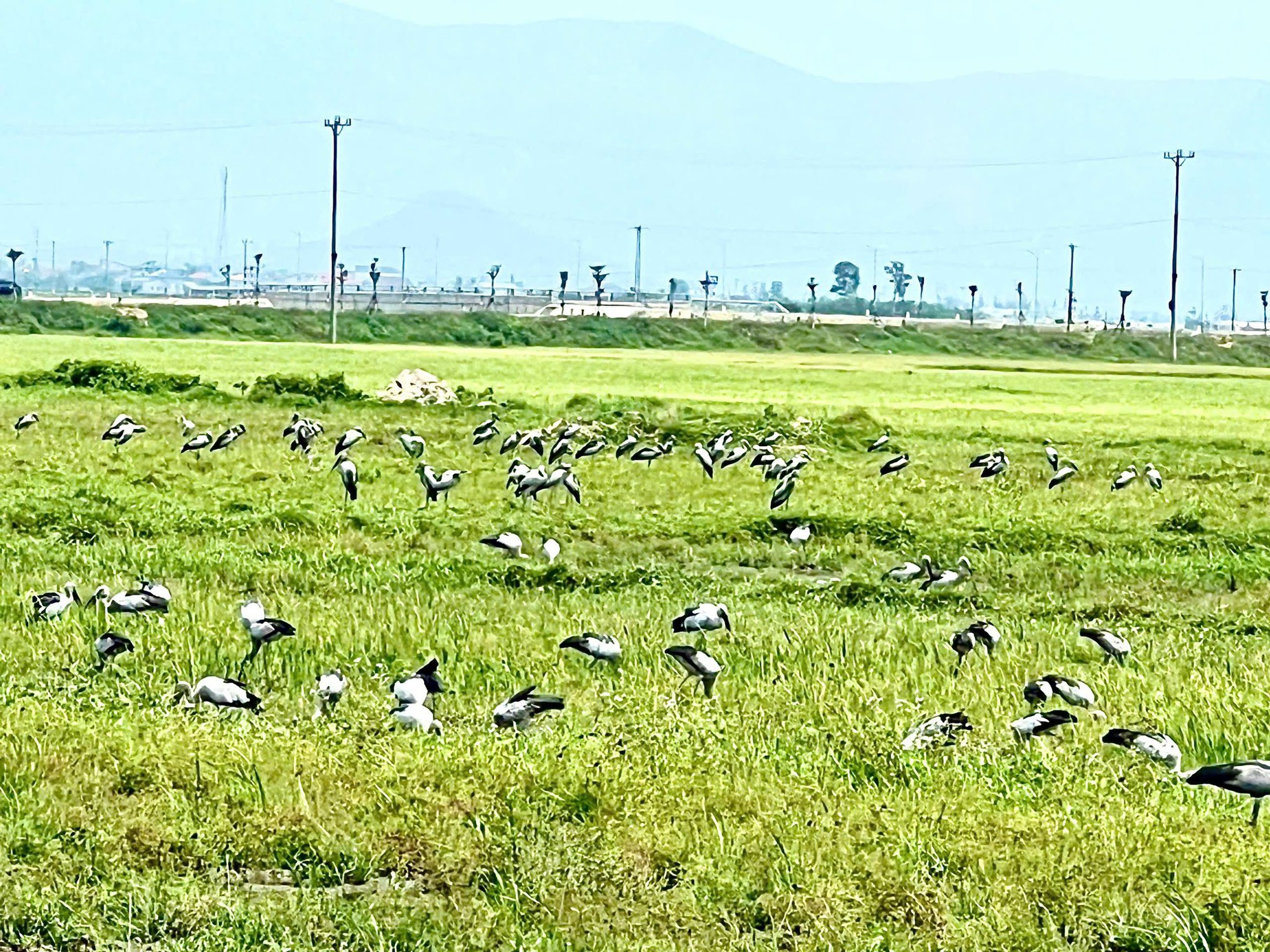 Loài chim quý hiếm trong Sách đỏ Việt Nam xuất hiện ngoài đồng, người dân tò mò - Ảnh 1.