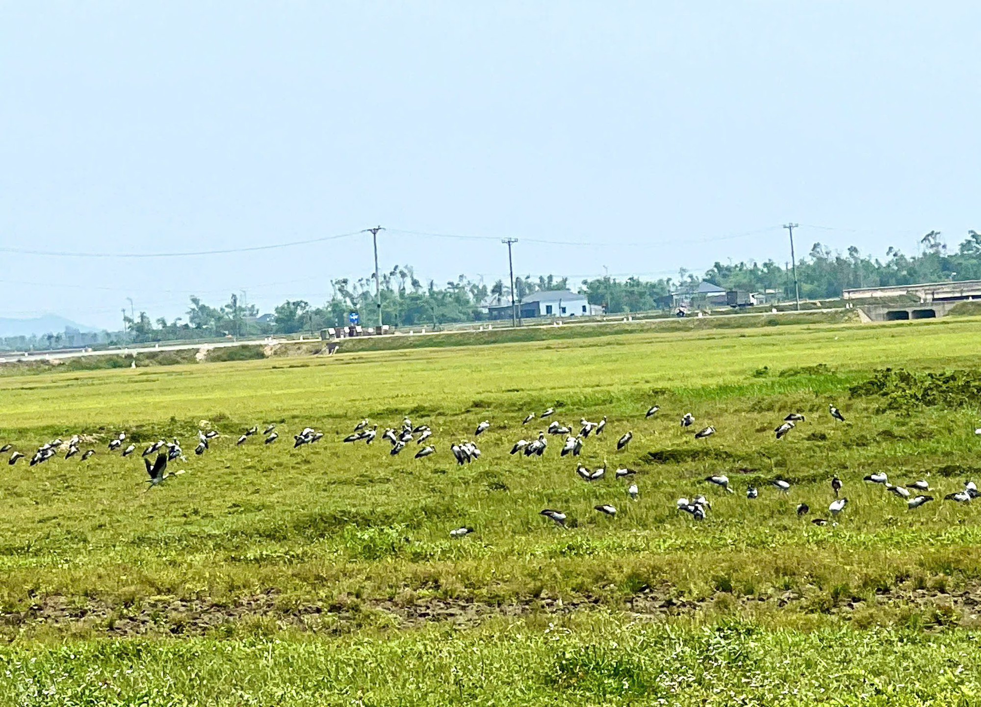 Loài chim quý hiếm trong Sách đỏ Việt Nam xuất hiện ngoài đồng, người dân tò mò - Ảnh 3.