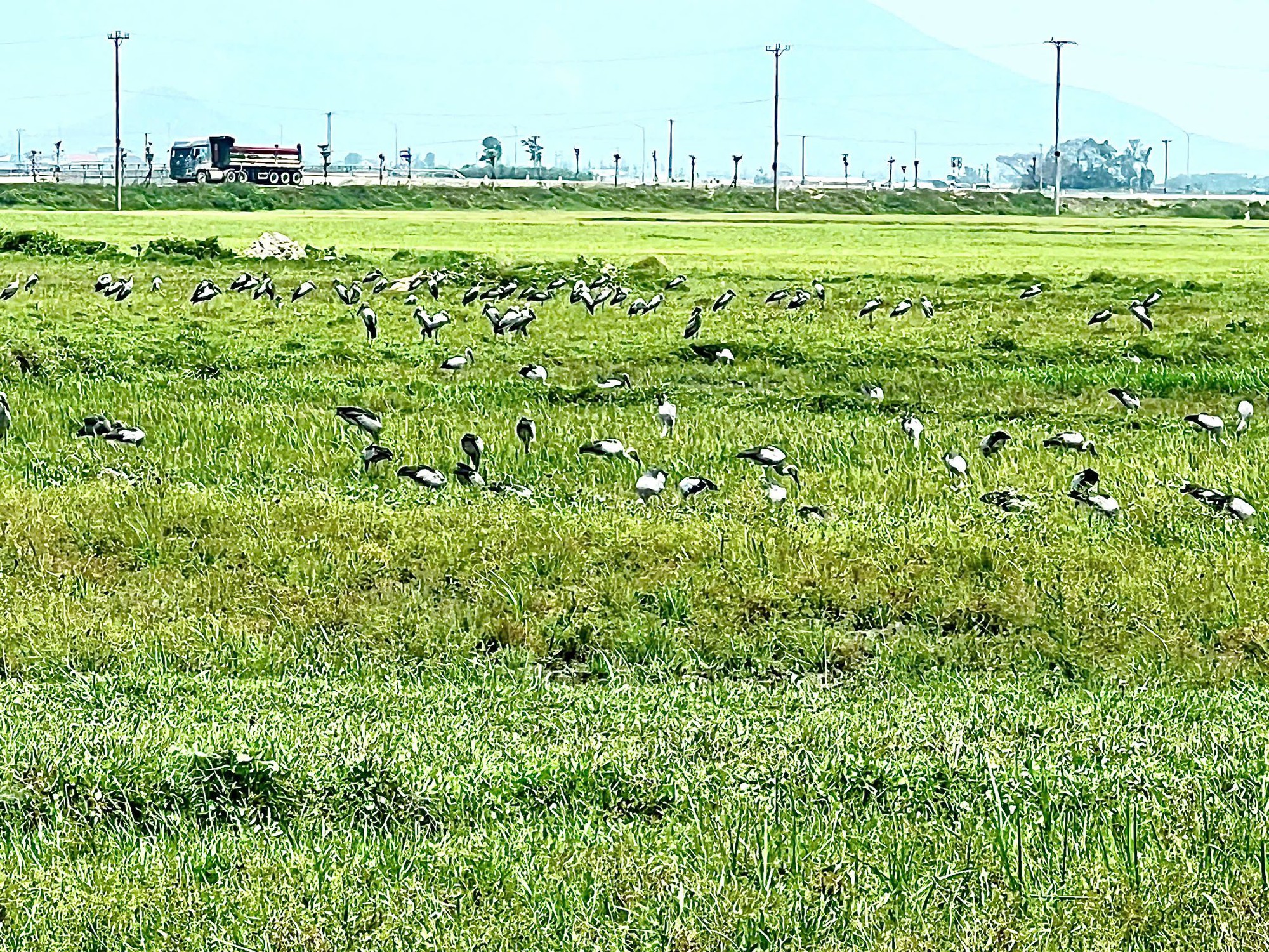 Loài chim quý hiếm trong Sách đỏ Việt Nam xuất hiện ngoài đồng, người dân tò mò - Ảnh 2.